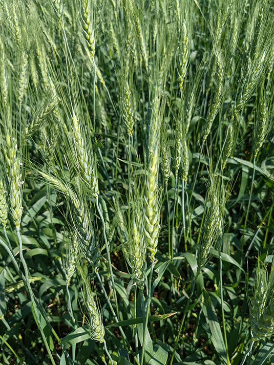 Irrigated Spring Wheat with Visible Flowering. Full image view opens in a new window.